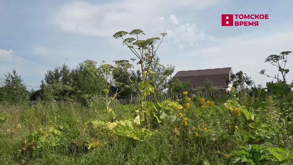 Борщевик Сосновского признали в Томской области небезопасным