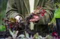 Секреты ухода за многолетниками в августе