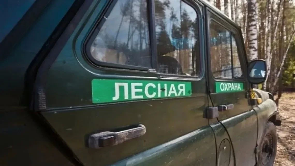 Стало известно, чем обернулись незаконные рубки леса в Томской области