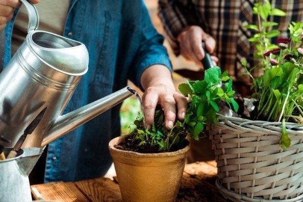 Натуральные подкормки для цветов: как пищевые отходы преобразят ваши растения