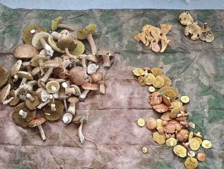 В Томской области прошли грибные дожди В Томской области прошли грибные дожди
