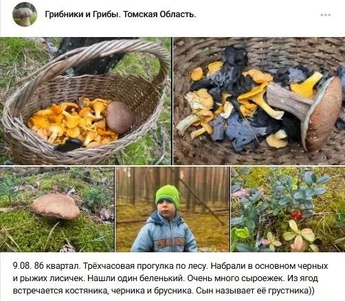 В Томской области прошли грибные дожди В Томской области прошли грибные дожди