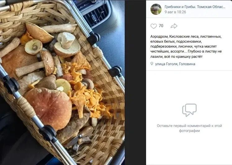 В Томской области прошли грибные дожди В Томской области прошли грибные дожди