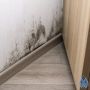 Как избавиться от плесени за мебелью: причины и решения
