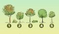 Какое дерево вы выберете? Узнайте, насколько вы эгоистичны с помощью этого теста