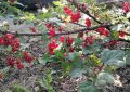 Простая опора для ягодных кустарников: как создать и установить самостоятельно