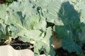 Почему капуста не завязывается в кочан: основные причины и советы по уходу