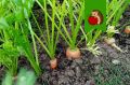 Как правильно подкормить морковь перед сбором урожая: полезные советы и секреты