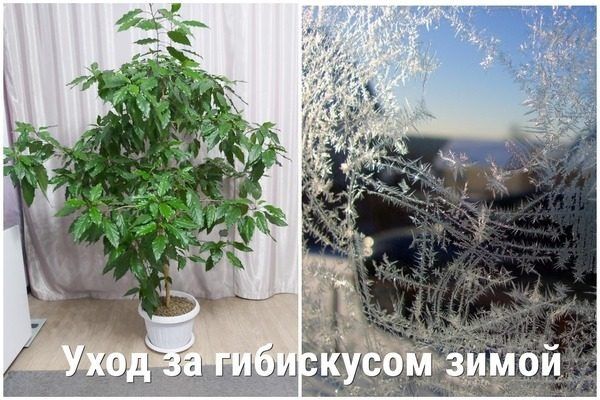 Уход за китайским гибискусом зимой: секреты сохранения красоты