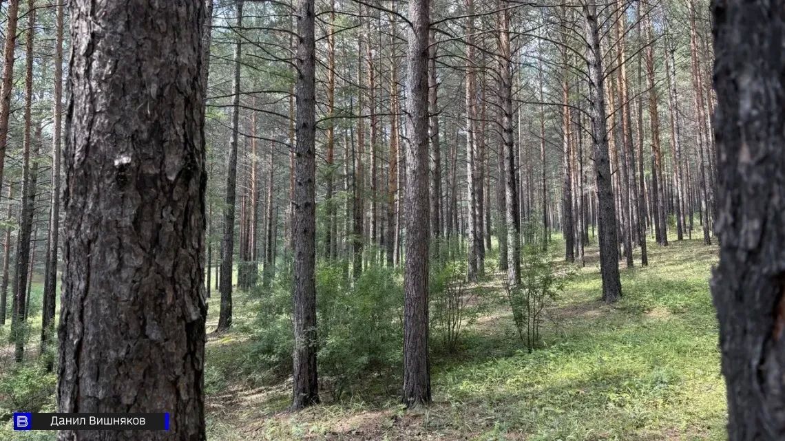 Томские лесники обсудили планы по восстановлению лесов до 2028 года