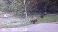 Медвежья семья появилась в Моряковском затоне: что известно
