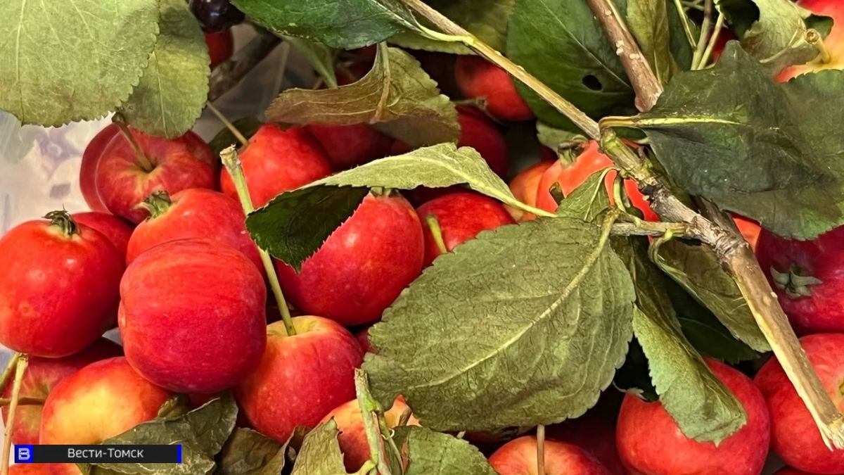 Вкус лета в банке: готовим компот из ранетки — 3 простых рецепта