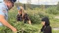 В Томске ликвидированы очаги дикорастущей конопли