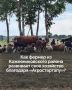Грант «Агростартап» помогает кожевниковскому фермеру наращивать поголовье герефордов