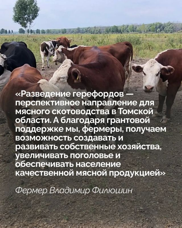 Грант «Агростартап» помогает кожевниковскому фермеру наращивать поголовье герефордов Грант «Агростартап» помогает кожевниковскому фермеру наращивать поголовье герефордов
