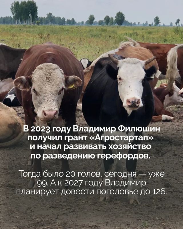 Грант «Агростартап» помогает кожевниковскому фермеру наращивать поголовье герефордов Грант «Агростартап» помогает кожевниковскому фермеру наращивать поголовье герефордов