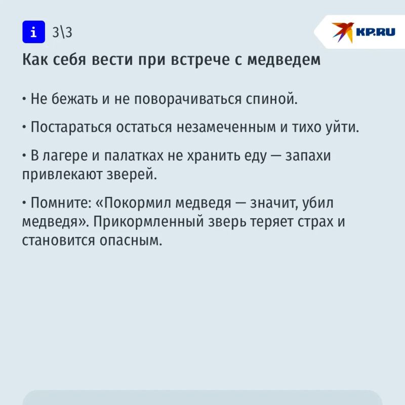 Туристку утащили из палатки и растерзали, охотнику прокусили голову: почему медведи все чаще нападают на людей Туристку утащили из палатки и растерзали, охотнику прокусили голову: почему медведи все чаще нападают на людей