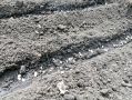Как избежать корки на грядках и укрепить всхожесть семян