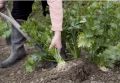 Секреты успешного хранения сельдерея и петрушки: советы для огородников