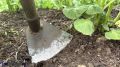 Заморозки в Томске: как защитить огород и спасти урожай от холода
