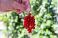 Советы по уходу за смородиной: как обеспечить богатый урожай вкусных ягод