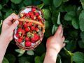 Непревзойденные секреты ухода за клубникой: как добиться впечатляющего урожая