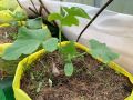Умный метод для получения ранних огурцов: советы опытного огородника
