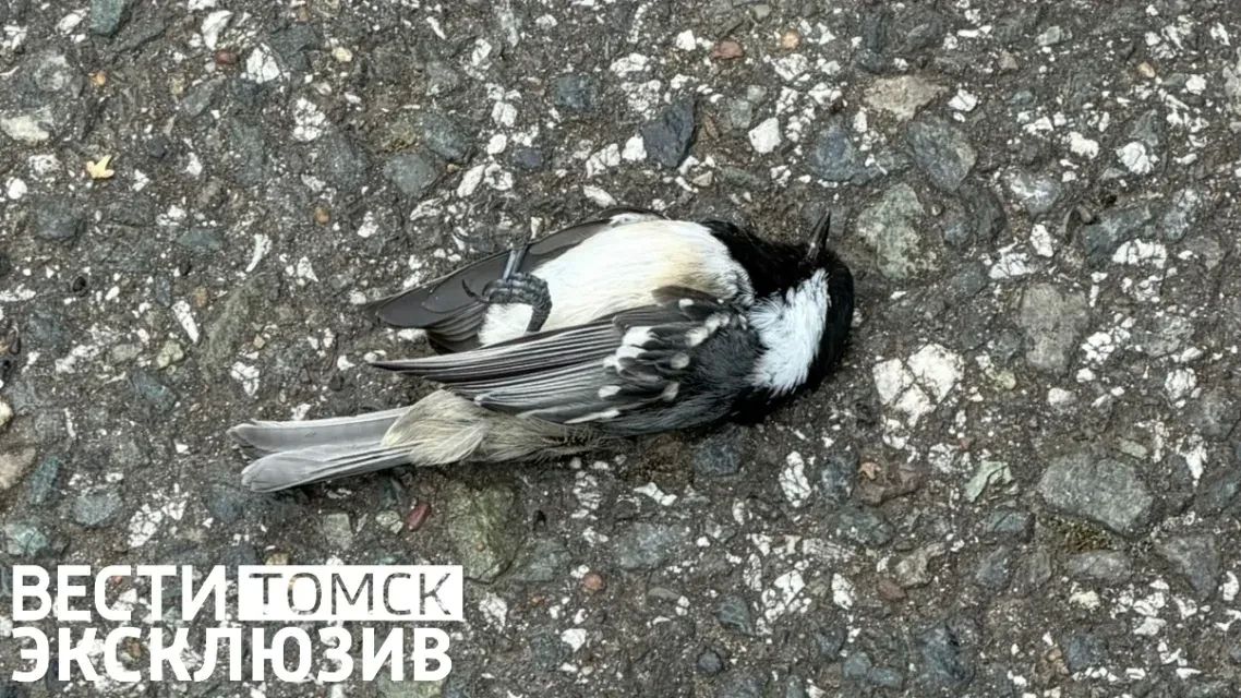 Ежегодная трагедия: орнитолог раскрыл тайну тревожных находок в Томске