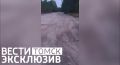 Одной левой: сибиряк отбился от медведя голыми руками под Томском