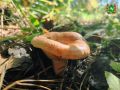 ������ ����, ������� �������!