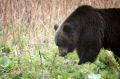 В Томской области медведь убил двух мужчин, искавших корову