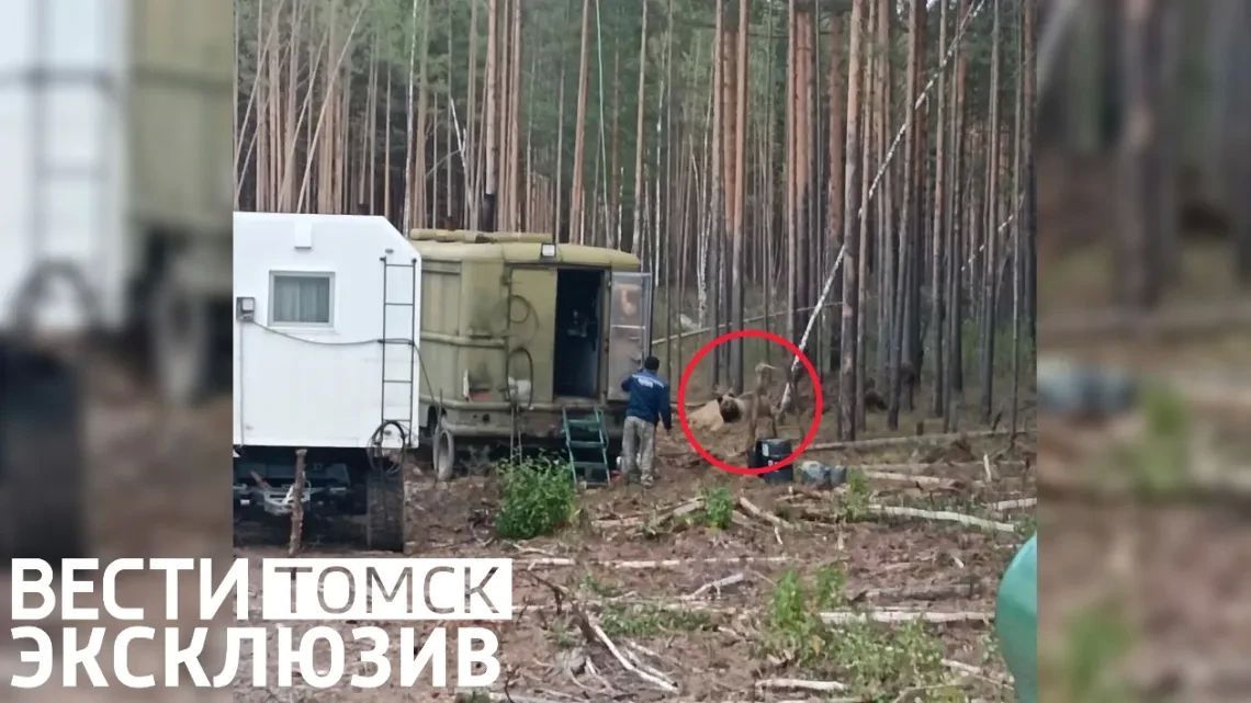 Опасная встреча: медведь вышел к рабочим на лесной дороге под Томском