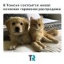 Книги — в помощь животным: в Томске снова пройдет книжная «гаражка»