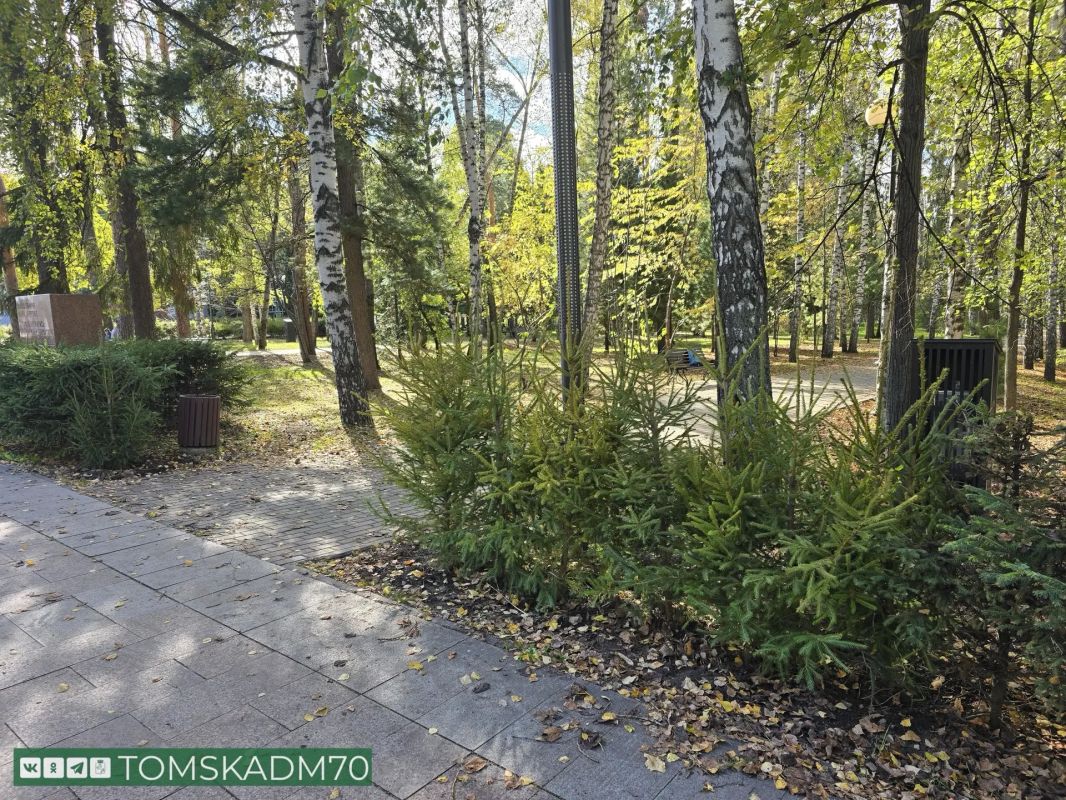 Живую изгородь обновляют в Лагерном саду Живую изгородь обновляют в Лагерном саду