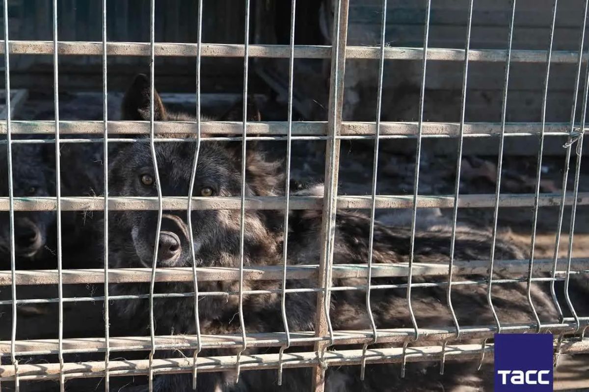 Томский суд по иску прокуратуры закрыл признанный незаконным мини-зоопарк при кафе-шашлычной "Гоар" на въезде в Томск, где содержались волки, медведи и пятнистые олени, сообщили ТАСС в областной прокуратуре