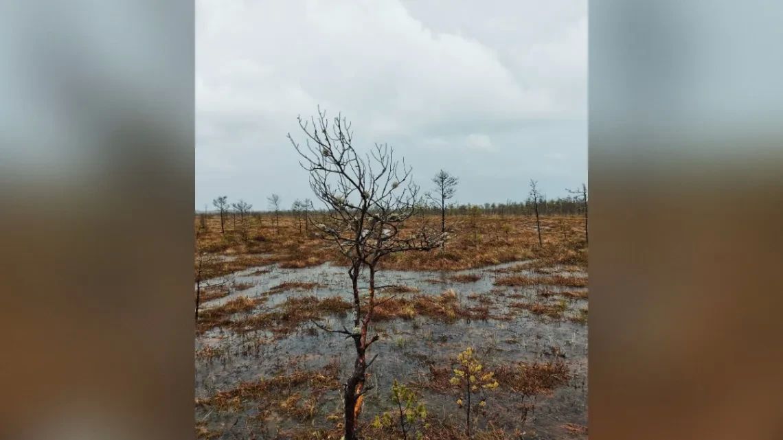 Томские ученые раскрыли, что происходит с природой заповедника "Васюганский"