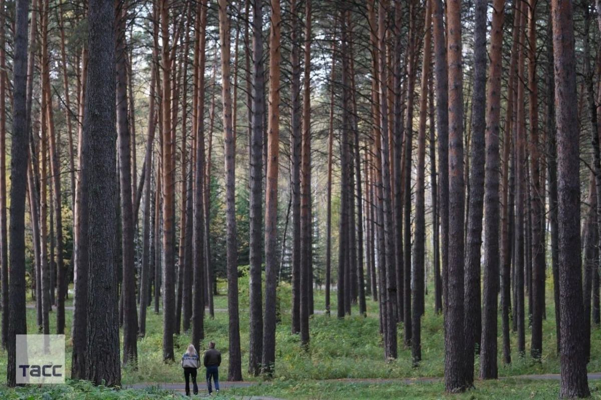 #галерея_ТАСС_Сибирь. Осенний день в Северске Томской области #галерея_ТАСС_Сибирь. Осенний день в Северске Томской области