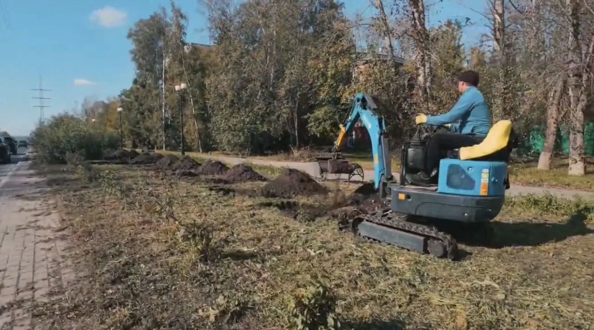 Более 100 клёнов Гиннала появились на улице Нахимова Более 100 клёнов Гиннала появились на улице Нахимова