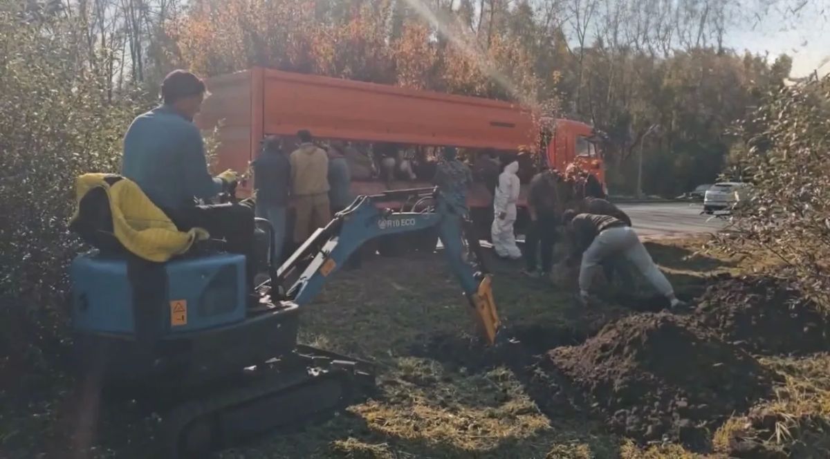 Более 100 клёнов Гиннала появились на улице Нахимова Более 100 клёнов Гиннала появились на улице Нахимова