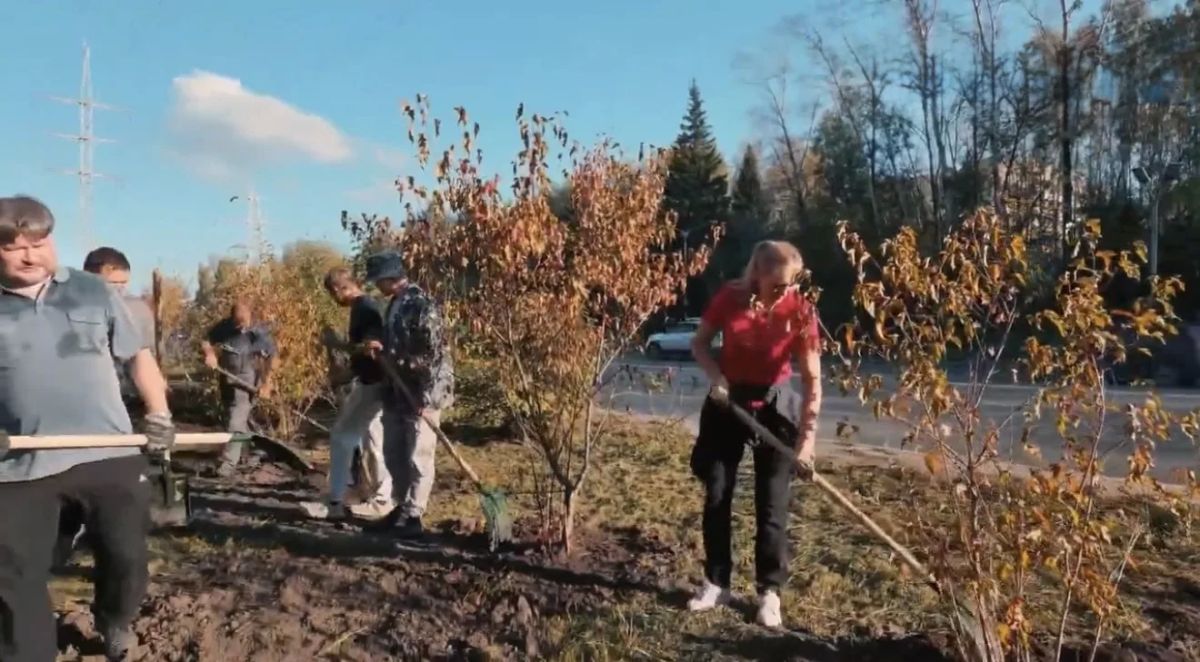 Более 100 клёнов Гиннала появились на улице Нахимова Более 100 клёнов Гиннала появились на улице Нахимова