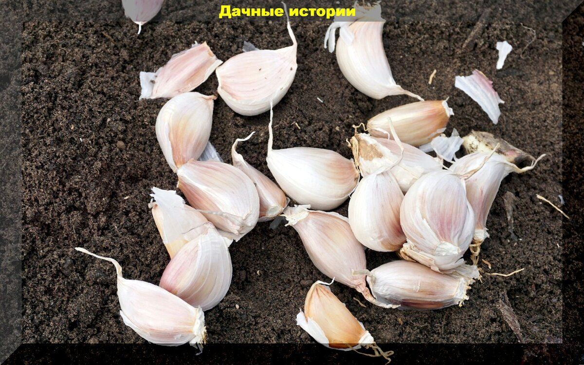 Секреты успешной посадки чеснока для отличного урожая
