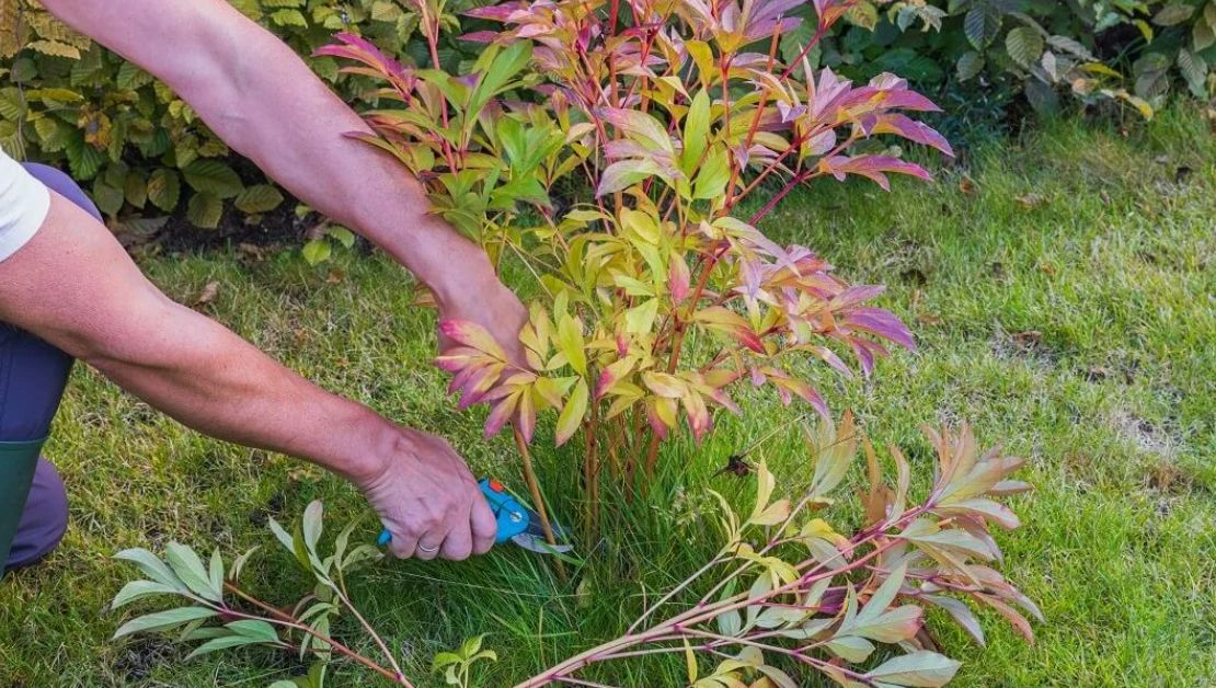 Когда осень стучится в дверь: секреты успешного ухода за пионами и их подготовка к зиме
